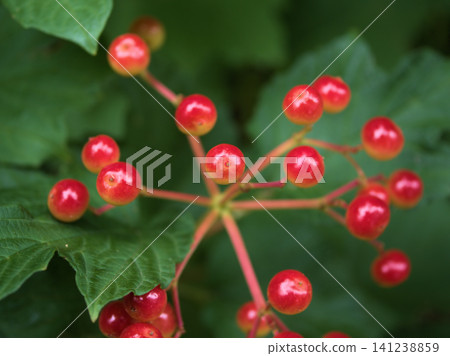 The red berries of the Viburnum dilatatum have started to change color in July. The red berries of the Viburnum dilatatum have started to change color in July. 141238859