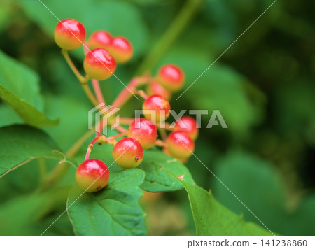 The red berries of the Viburnum dilatatum have started to change color in July. The red berries of the Viburnum dilatatum have started to change color in July. 141238860