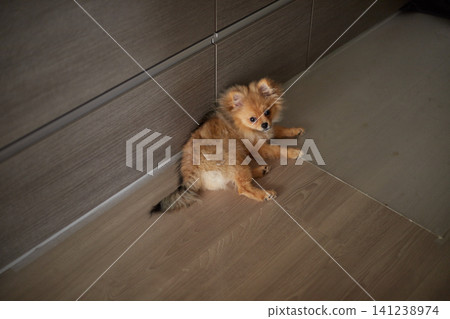 一隻可愛的博美幼犬在客廳地板上玩耍。 一隻可愛的博美幼犬在客廳地板上玩耍。 141238974