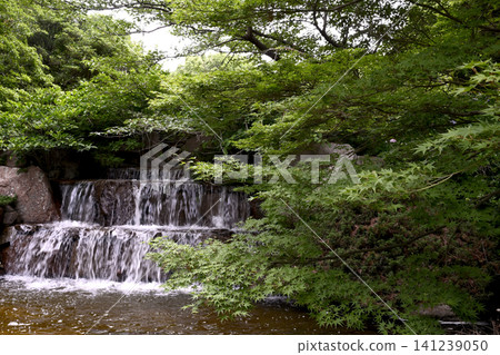 神戶須磨市利休公園的初夏花卉 神戶須磨市利休公園的初夏花卉 141239050
