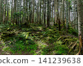 A beautiful green forest 141239638