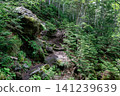 Lush green hiking trail 141239639