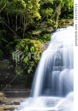 Fresh green Tsugune drop waterfall (after heavy rain) [Saikai City, Nagasaki Prefecture] 141239723