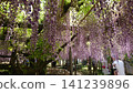 The wisteria flowers are almost in full bloom. They look beautiful, probably because they've been well cared for. 141239896