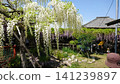 The white wisteria blossoms have also bloomed beautifully. It almost seems as if a lovely fragrance is wafting through the air. 141239897