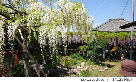 白色的紫藤花也開得非常漂亮,空氣中彷彿瀰漫著迷人的香氣。 白色的紫藤花也開得非常漂亮,空氣中彷彿瀰漫著迷人的香氣。 141239897