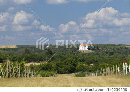 Vineyard landscape with white chapel on hilltop under blue sky Vineyard landscape with white chapel on hilltop under blue sky 141239968