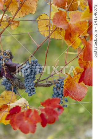 Ripe grapes hanging on vine with autumn leaves in Schonberg am Kamp Ripe grapes hanging on vine with autumn leaves in Schonberg am Kamp 141240078