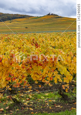 Verzenay vineyard landscape with Moulin on hill in Champagne, France 141240085