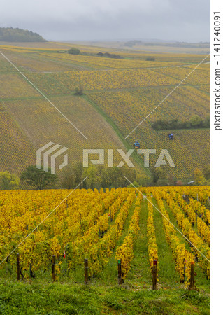 Chablis valley vineyard with autumn colors harvesting grapes Chablis valley vineyard with autumn colors harvesting grapes 141240091