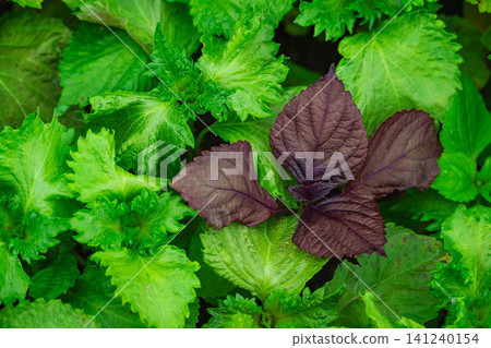 Red shiso growing among green shiso Red shiso growing among green shiso 141240154
