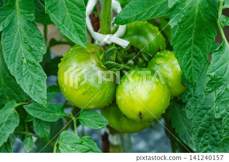 Fresh green tomatoes with water droplets on them Fresh green tomatoes with water droplets on them 141240157