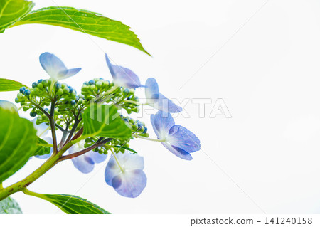 A refreshing blue hydrangea stands out against a white background. A refreshing blue hydrangea stands out against a white background. 141240158