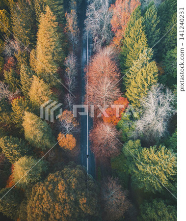 Aerial Autumn Forest Road with Colorful Evergreen Trees Aerial Autumn Forest Road with Colorful Evergreen Trees 141240231