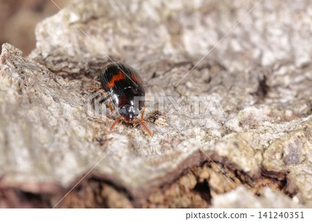 Living creatures, insects: *Benimomushroomgomidari*, whose name means "a beetle resembling a ground beetle that lives on mushrooms with red markings." Living creatures, insects: *Benimomushroomgomidari*, whose name means "a beetle resembling a ground beetle that lives on mushrooms with red markings." 141240351