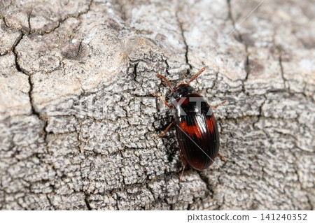 Living creatures, insects: The red-spotted mushroom beetle (Tenebrio molitor) can be found around fallen trees and stumps in mixed forests from spring to autumn. Living creatures, insects: The red-spotted mushroom beetle (Tenebrio molitor) can be found around fallen trees and stumps in mixed forests from spring to autumn. 141240352