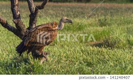 Eurasian Griffon Vulture, Spain Eurasian Griffon Vulture, Spain 141240407