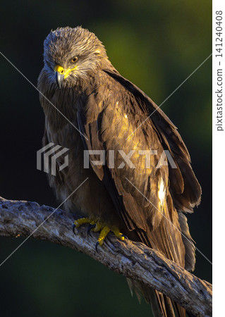 Black Kite, Spain Black Kite, Spain 141240408