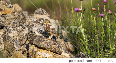 Little Owl, Spain Little Owl, Spain 141240409