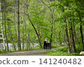 Scenes of the lush green forests and tourists in Kamikochi, a popular tourist spot in early summer. 141240482
