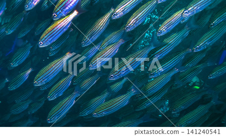 Massive School of Fish, Galapagos National Park Massive School of Fish, Galapagos National Park 141240541