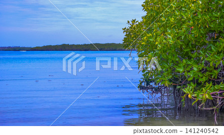 Magrove Swamps, Galapagos National Park Magrove Swamps, Galapagos National Park 141240542