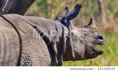 Greater One-horned Rhinoceros, Royal Bardia National Park, Nepal Greater One-horned Rhinoceros, Royal Bardia National Park, Nepal 141240543