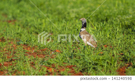 Little Bustard, Spain Little Bustard, Spain 141240598