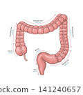 Large Intestine Anatomy with Anatomical Measurements and Labels, Human Digestive System Vector Illustration 141240657