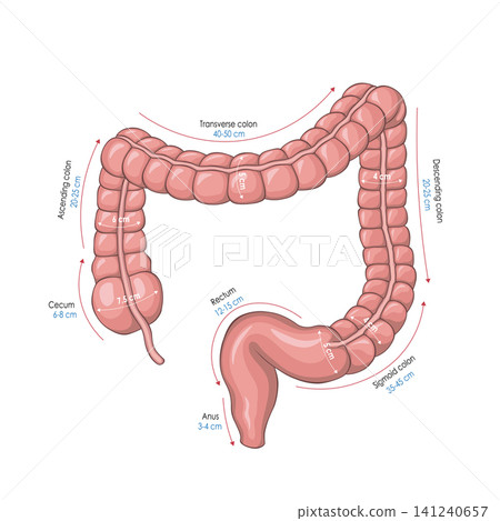Large Intestine Anatomy with Anatomical Measurements and Labels, Human Digestive System Vector Illustration Large Intestine Anatomy with Anatomical Measurements and Labels, Human Digestive System Vector Illustration 141240657