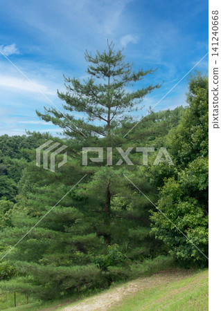 千葉縣印西市松蟲姬公園:一棵松樹伸向藍天,周圍綠樹環繞。 千葉縣印西市松蟲姬公園:一棵松樹伸向藍天,周圍綠樹環繞。 141240668
