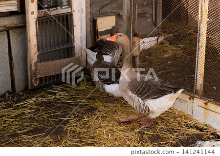 domestic gray greylag geese walk around the pen on an organic farm domestic gray greylag geese walk around the pen on an organic farm 141241144