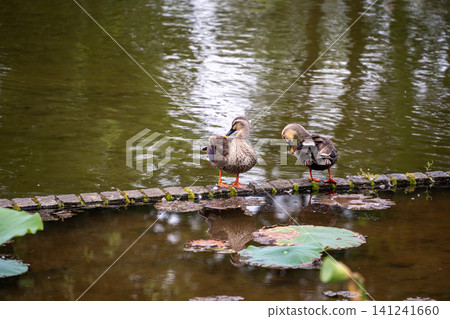 Spot-billed ducks repairing wings at the waterside Spot-billed ducks repairing wings at the waterside 141241660