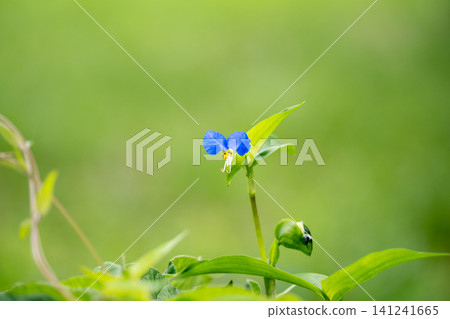 Close-up of a dayflower Close-up of a dayflower 141241665