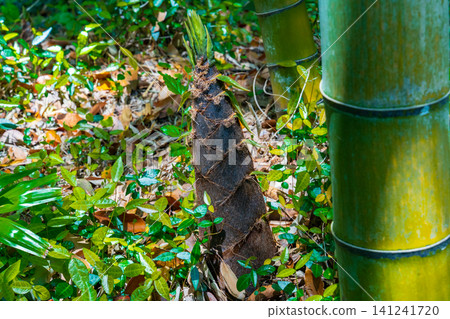 Bamboo shoots from a bamboo grove Bamboo shoots from a bamboo grove 141241720