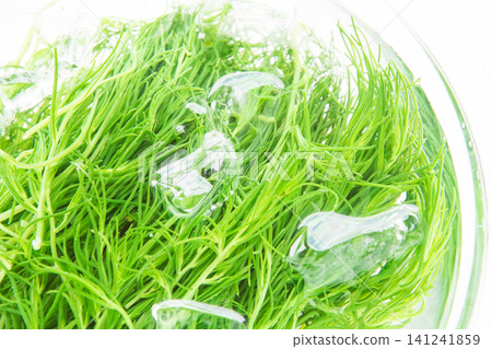 Boiled sea beans in cold water to bring out their color. Boiled sea beans in cold water to bring out their color. 141241859