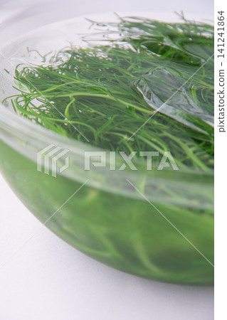 Boiled sea beans in cold water to bring out their color. Boiled sea beans in cold water to bring out their color. 141241864