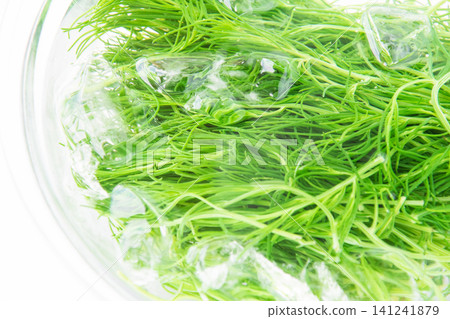 Boiled sea beans in cold water to bring out their color. Boiled sea beans in cold water to bring out their color. 141241879