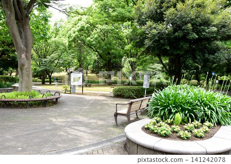 橫濱市神奈川區三澤公園櫻山附近綠樹成蔭，花壇錦簇，長椅錯落有致。 141242078