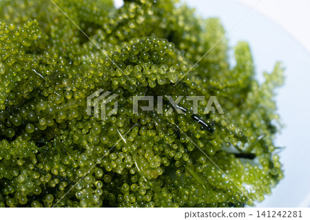 海葡萄(Caulerpa lentillifera) 海葡萄(Caulerpa lentillifera) 141242281