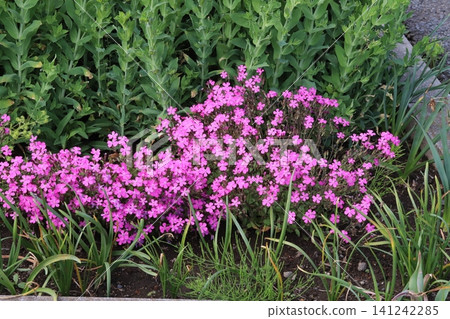 春日公園盛開的粉紅蠅子草「粉紅豹」(Silene caroliniana)。 春日公園盛開的粉紅蠅子草「粉紅豹」(Silene caroliniana)。 141242285