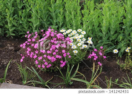 Pink Silene 'Pink Panther' (Silene caroliniana) and white oxeye daisies blooming in the spring park. Pink Silene 'Pink Panther' (Silene caroliniana) and white oxeye daisies blooming in the spring park. 141242431