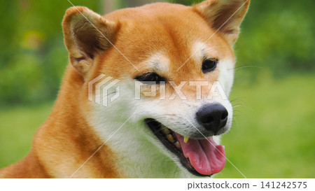 Close-up headshot of a cute red Shiba Inu canine looking down at the camera with joyful expression Close-up headshot of a cute red Shiba Inu canine looking down at the camera with joyful expression 141242575