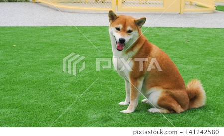 Full body portrait of a cute red Shiba Inu dog smiling with tongue out on green lawn Full body portrait of a cute red Shiba Inu dog smiling with tongue out on green lawn 141242580