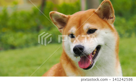 Close-up headshot of a happy Shiba Inu dog smiling with tongue out in a green park Close-up headshot of a happy Shiba Inu dog smiling with tongue out in a green park 141242586