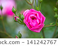 Vibrant pink rose in full bloom surrounded by green buds and foliage 141242767