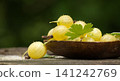 Fresh yellow gooseberries in a wooden bowl on a rustic table with blurred green background 141242769