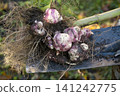 Freshly Harvested Jerusalem Artichokes on a Shovel 141242775
