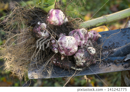 Freshly Harvested Jerusalem Artichokes on a Shovel Freshly Harvested Jerusalem Artichokes on a Shovel 141242775