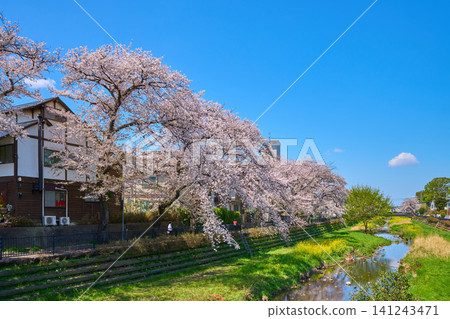在東京調布市佐須町三丁目和佐須町四丁目,從橫跨野川的大橋上欣賞西側的櫻花。 在東京調布市佐須町三丁目和佐須町四丁目,從橫跨野川的大橋上欣賞西側的櫻花。 141243471
